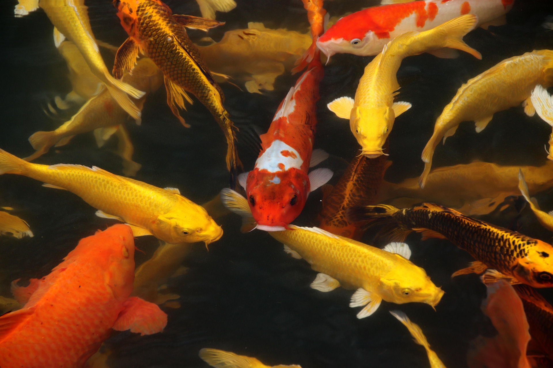 keeping koi fish in your pond