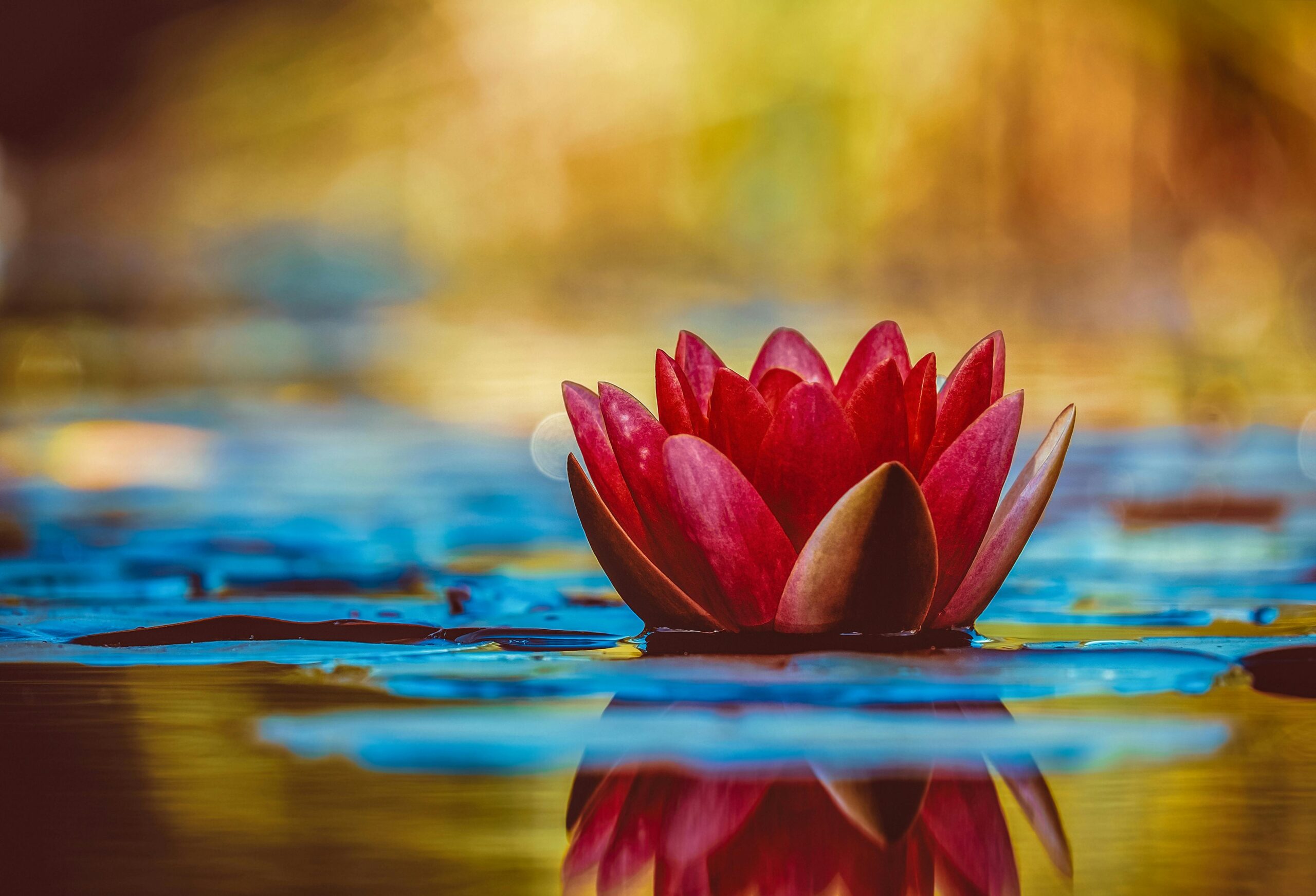 how to grow water lillies